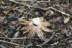 Geastrum striatum