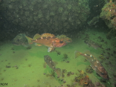 Sebastes oculatus
