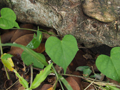 Ipomoea obscura