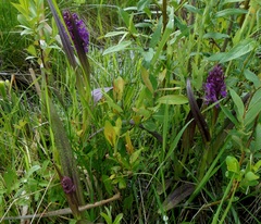 Dactylorhiza incarnata cruenta