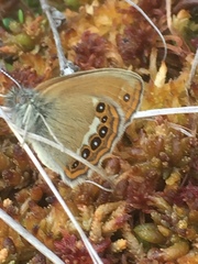 Coenonympha hero