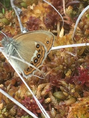 Coenonympha hero