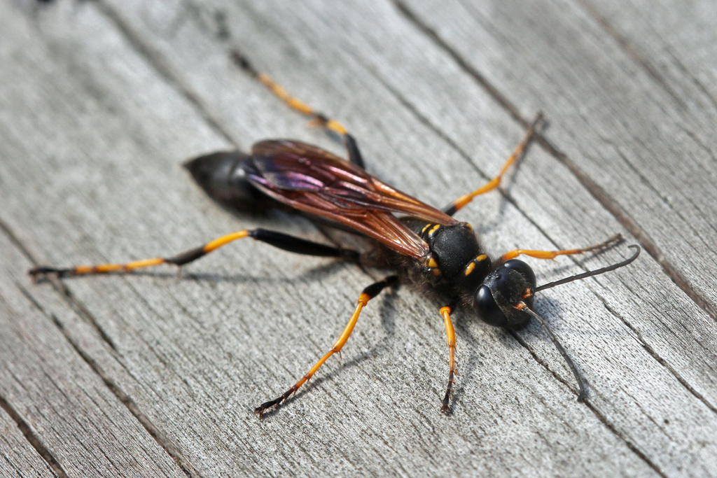 Yellow-legged Mud-dauber Wasp, photo 1 of 7