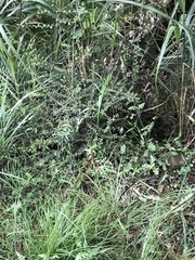 Ligustrum morrisonense