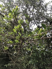 Ligustrum pricei