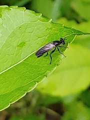 Eudioctria