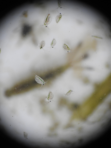 Daphnia longispina