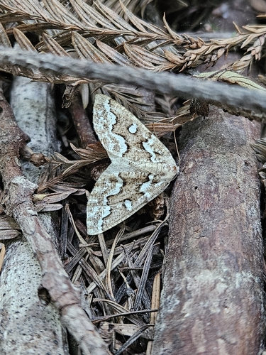 Gray Spruce Looper Moth photo 4