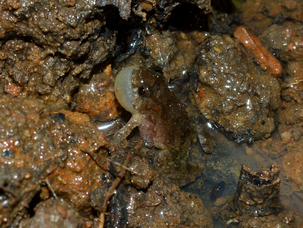 Pseudopaludicola pocoto
