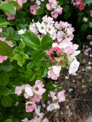 Bombus griseocollis