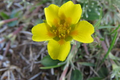 Potentilla candicans