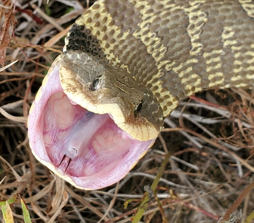 Eastern Hognose Snake photographed in Minnesota