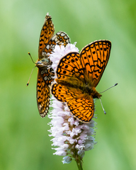 Boloria eunomia