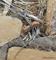 Hemirhagerrhis kelleri