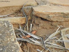 Hemirhagerrhis kelleri