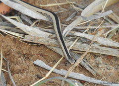 Hemirhagerrhis kelleri