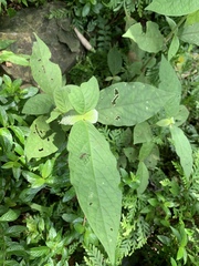 Achyranthes bidentata