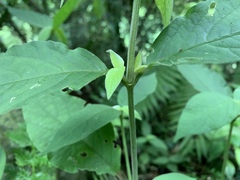 Achyranthes bidentata