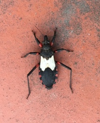 Microtomus cinctipes