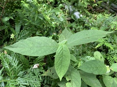 Achyranthes bidentata