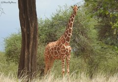 Giraffa camelopardalis reticulata