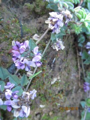Dolichos decumbens
