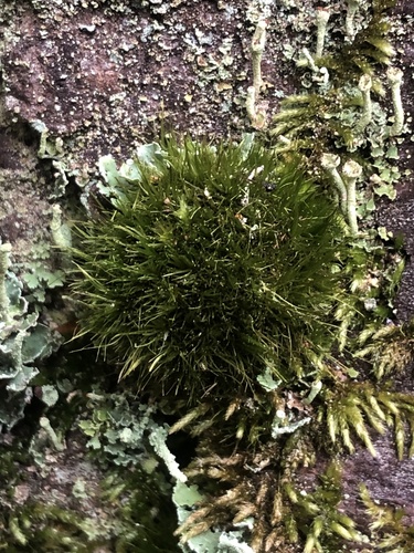 Image of Fragile Fork-Moss (Dicranum tauricum) by no rights reserved