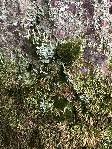Image of Fragile Fork-Moss (Dicranum tauricum) by no rights reserved