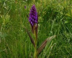 Dactylorhiza incarnata cruenta