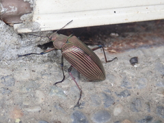 Andocamaria formosana