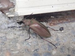 Andocamaria formosana