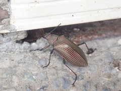 Andocamaria formosana