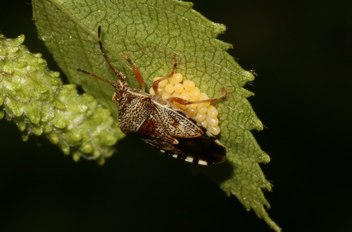 Parent Bug