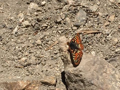 Euphydryas editha augustina