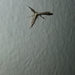 Pterophoridae