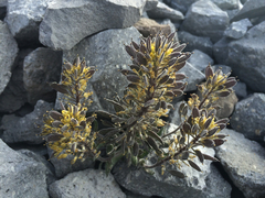Draba aureola