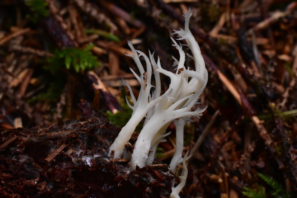 Clavulina sp. 'cinerea-PNW02'