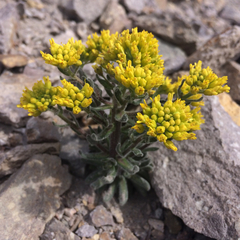 Draba aureola