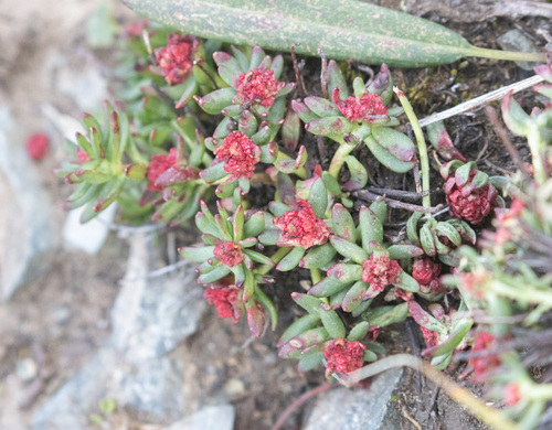 Rhodiola algida, photograph 1