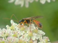 Tryphoninae