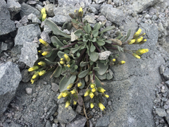 Draba aureola