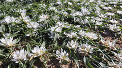 Colchicum rechingeri