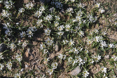 Colchicum rechingeri