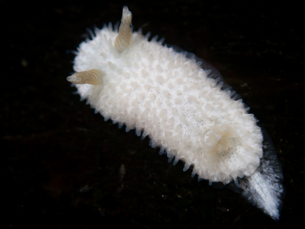 Ridge-tailed Dorid
