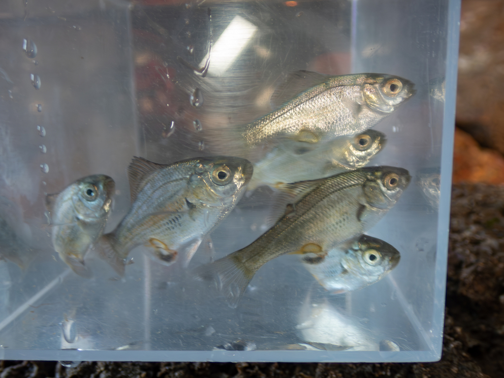 reef perch