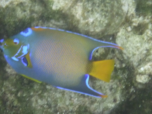 Queen Angelfish