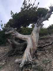 Pinus albicaulis