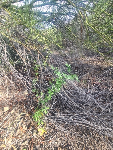 Image of Ibervillea macdougalii by no rights reserved