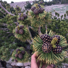 Pinus albicaulis