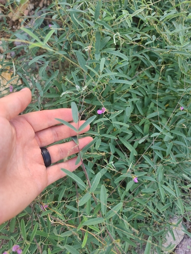 Image of Galactia wrightii by no rights reserved